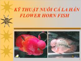 Kỹ thuật nuôi cá la hán flower horn fish