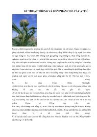 Kỹ thuật trồng và bón phân cho cây atisô