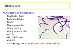 Tìm hiểu về Streptococci