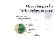 Tìm hiểu về Virus cúm gia cầm