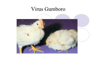 Tìm hiểu về Virus gumboro