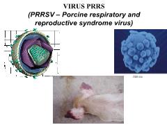 Tìm hiểu về Virus prrs