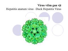 Virus viêm gan vịt
