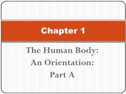 Y khoa, y dược - Chapter 1: The human body: an orientation