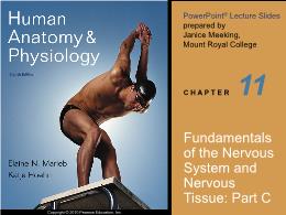 Y khoa, y dược - Fundamentals of the nervous system and nervous tissue: Part C