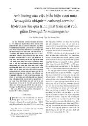 Ảnh hưởng của việc biểu hiện vượt mức Drosophila ubiquitin carboxyl-Terminal hydrolase lên quá trình phát triển mắt ruồi giấm Drosophila melanogaster - Cao Thị Thuỳ Trang