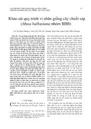 Khảo sát quy trình vi nhân giống cây chuối sáp (Musa balbasiana nhóm BBB) - Vũ Thị Bạch Phương