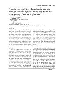 Nghiên cứu hoạt tính kháng khuẩn của các chủng xạ khuẩn nội sinh trong cây Trinh nữ hoàng cung (Crinum latifolium) - Trương Minh Phụng