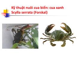 Bài giảng Kỹ thuật nuôi cua biển: Cua xanh Scylla serrata (Forskal)