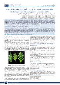 Nghiên cứu sản xuất trà túi lọc lá sa kê (Artocarpus altilis)