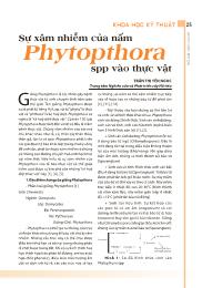 Sự xâm nhiễm của nấm Phytopthora spp vào thực vật