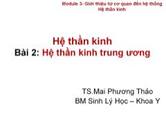 Bài giảng Hệ thần kinh - Bài 2: Hệ thần kinh trung ương - Mai Phương Thảo